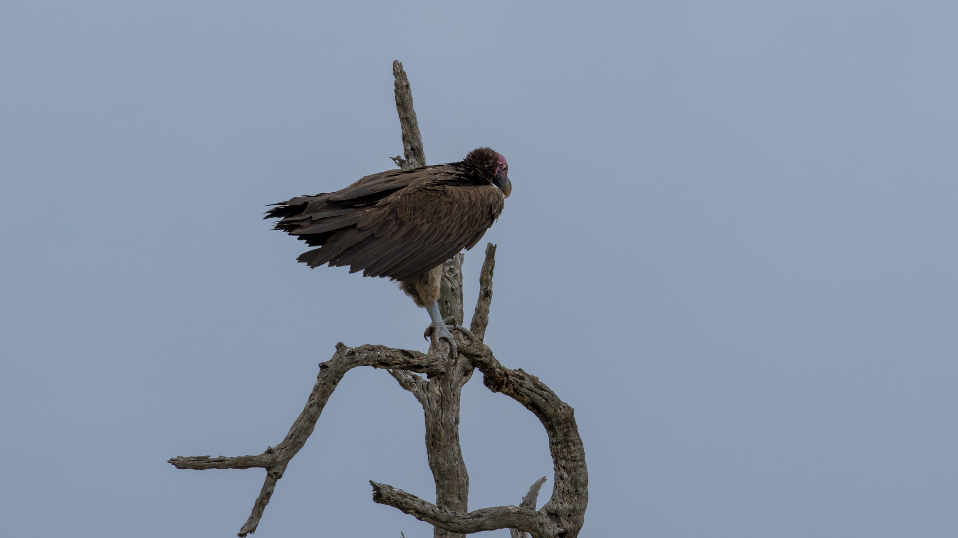 Kruger25 2025 11 03 08 29 40 ILCE 1M2 82
